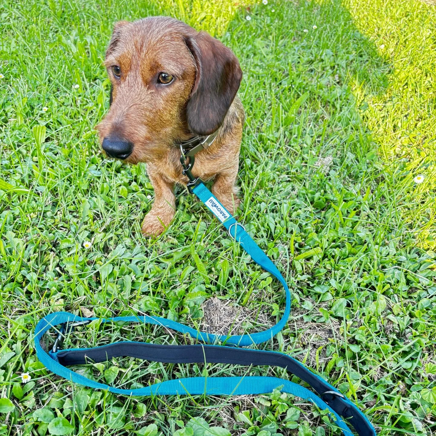 Laisse pour chien de PAROWAU